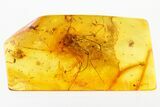 Large, Detailed Fossil Daddy Long-Leg & Wasp in Baltic Amber #278724-1